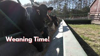 How well do the calves transition to yard life [upl. by Polivy]