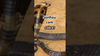 Oque significa sonhar com cobraAviso e Transformação Descubra agora sonhos curiosidades cobras [upl. by Elledoj814]