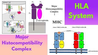 HLA System and MHC  Anthropology UPSC IAS  Optional  Paper  1 96 [upl. by Arikehs]