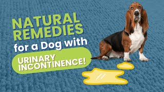 Natural Remedies for a Dog with Urinary Incontinence [upl. by Auqinu]