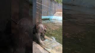 Otters at Thiruvananthapuram zoo trivandrumzoo animalsplaying shorts [upl. by Bumgardner]