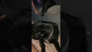 Black German Shepherd Barking amp Growling Puppy Smacks Bone Out Of Big German Shepherd Dog’s Mouth [upl. by Bywoods743]