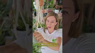 Top 3 LowMaintenance Plants for Beginners Easy Care Low Maintenance Houseplants 🌿 EASIEST 🌱 [upl. by Ahtelahs]