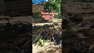 Ternak ayam kampung shorts ayampetelur ayamkampung [upl. by Animaj]