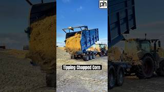 OUT it COMES Tipping Corn Silage agri trailertipping [upl. by Cynth]