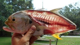 Jack Crevalle for Dinner [upl. by Adrienne310]