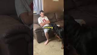 Cutting a Rottweilers Nails 🫣 [upl. by Boorman]