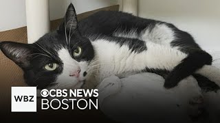 Lost Somerville cat found 10 miles away in Logan Airport garage [upl. by Os832]