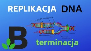 TERMINACJA replikacji DNA  genetyka  KOREPETYCJE z BIOLOGII  206 [upl. by Roshelle]