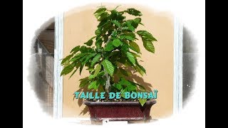 Taille de bonsaï et 1000000 vues  Monjardindansleslandes [upl. by Amesari818]