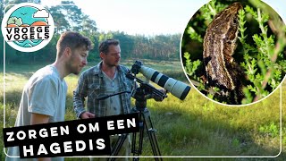 Levendbarende hagedis schuwe bewoner van de Rivierduinen  TV  Vroege Vogels [upl. by Enaoj]