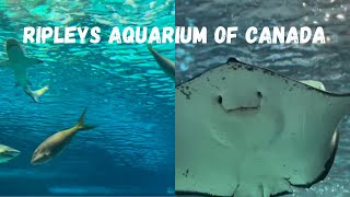 Ripley’s Aquarium of Canada in Toronto Ontario  Full Aquarium Tour 2024  Things to Do with Kids [upl. by Walford554]