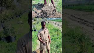 Lagerstroemia speciosaਜਰੂਲ ਦਾ ਪੌਦਾ Transplant at Shesham Farm February 2020 [upl. by Eiramyllek]