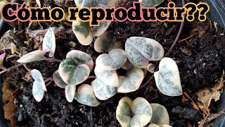 Secreto para Reproducir CEROPEGIA WOODII VARIEGADA  Esto nadie te lo Dirá ✅🤫 [upl. by Elletnohs257]