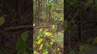 Beautyberry in 4K  Stone Mountain Park Georgia [upl. by Atilrak]