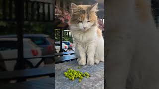 Yaş mama bekleyen kediye bezelye şoku cat cute animals kedi keşfet viralvideo tiktok [upl. by Amos]