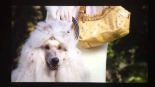 Beverly Hills chihuahua 2 poodle scene [upl. by Amikahs824]