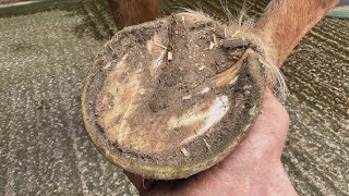 How to Clean Horse Hooves  Complete Hoof Care Guide [upl. by Adoh]