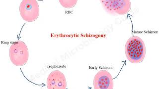 Plasmodium falciparum life cycle animation [upl. by Petua75]