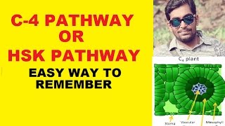 C4 PATHWAY OR HSK PATHWAY  EASY WAY TO REMEMBER [upl. by Etac43]