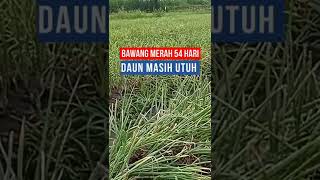 BAWANG MERAH SUPER UMUR 54 HARI DAUN MASIH UTUH DAN SUDAH LAKU [upl. by Kcirdek]