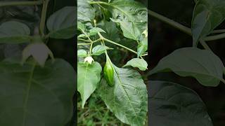 Green chillimirchi ka Podha trending viralvideo shorts youtubeshorts [upl. by Cristal324]