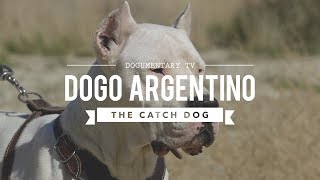 HUNTING WITH DOGO ARGENTINO [upl. by Pfaff855]