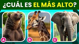 ¿Cuánto sabes de los ANIMALES 🐶🐯🐼  Test de Conocimientos  Edición Animal 🐘  Quiz Animales [upl. by Ornas87]