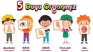 DUYU ORGANLARIMIZ5 DUYUMUZ VE ORGANLARIMIZ [upl. by Marcin424]