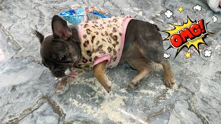 My Dog ​​Keeps Me Busy With The Flour  Funny Dog Video [upl. by Anircam]