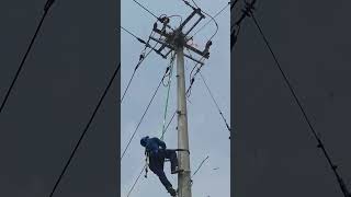 Bird nest removal process on power transmission poles [upl. by Nauqe486]