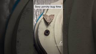 Sexy porchy bug time bugs [upl. by Seaden]