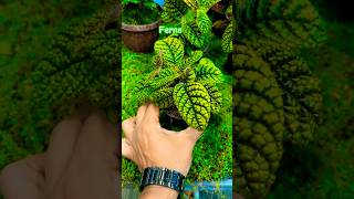 Ferns  do you like them  indoorplants trending plants ferns gardendesign shorts assam yt [upl. by Fiden]