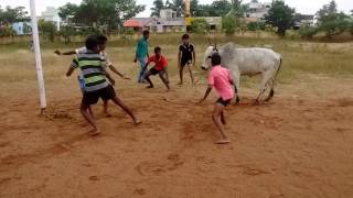 Childrens in jallikattu [upl. by Tearle72]