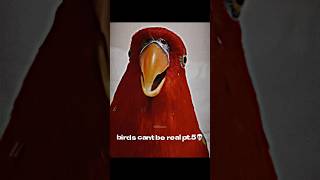 im running out of birds😭 birds bird edit sound birdsounds birdslover [upl. by Conte694]