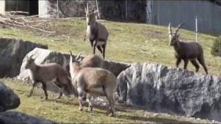 Zoo Stuttgart  Wilhelma Kletterspaß bei den Alpensteinböcken [upl. by Ahcire]