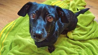 Dachshund toweling herself  Linni’s Doxie Life [upl. by Ojeitak]