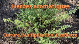 Herbes aromatiques culture multiplication et cueillette [upl. by Leake]