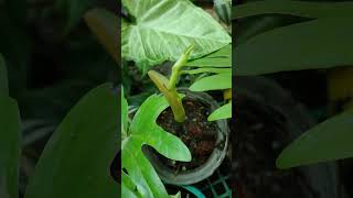 Mayoi Philodendron New Growth greenplants plants [upl. by Bekelja]