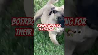 Boerboels Puppies available 254 3392400 [upl. by Dianemarie]