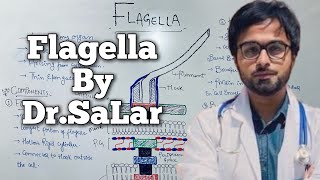 Flagella  Structure amp Function  Class 11 Biology  Kingdom Prokaryotae  DrSalar [upl. by Englis]