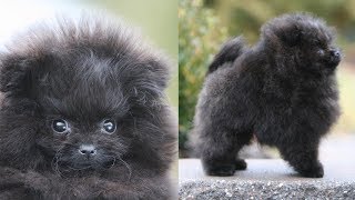 Picking up my NEW POMERANIAN PUPPY  Meet Treacle my black Pomeranian [upl. by Maltzman328]