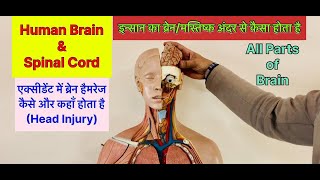 FullVideoइंसान का दिमागब्रेन अन्दर से कैसा होता है । Parts of Human Brain viral trending brain [upl. by Christabelle639]