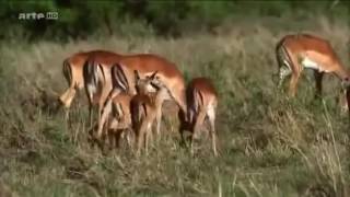 Magnifique Documentaire Sur Les Lions Prédateurs De La SavaneDOCCHOC [upl. by Kariotta]