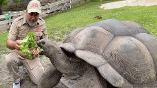 104 YEAR OLD TORTOISE 🐢 [upl. by Fauman789]