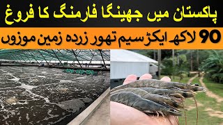 9 Million Acre Suitable for Shrimp Farming in Pakistan [upl. by Nedla]