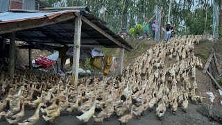 3000 ducks boarded trucks to move fields  duck farm tv [upl. by Zilef]