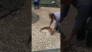 The cleaning process of peanuts in the cleaning tank [upl. by Elamrej818]