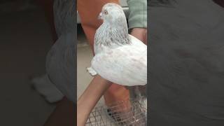 Jafarabad Birds Market Fancy Kabutar youtubeshorts kabutar kabutarbazi pigeon [upl. by Adnarram]