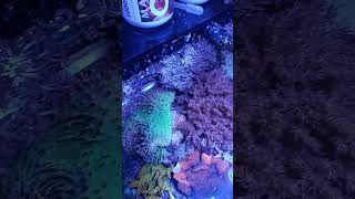 Anthelia baby shorts reeftank saltwaterfishtank nanoreef [upl. by Petras]